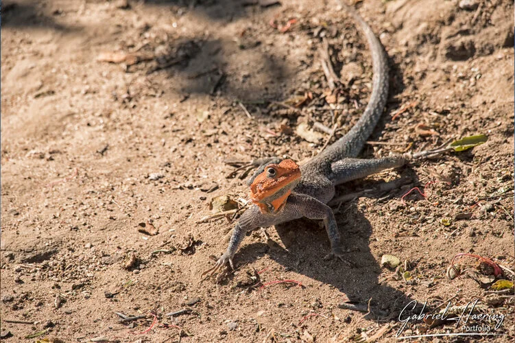 Join us in a unique photogaphic safari in Ruaha Natioanl Park in southern Tanzania combined with Nyerere (Selous) National Park
