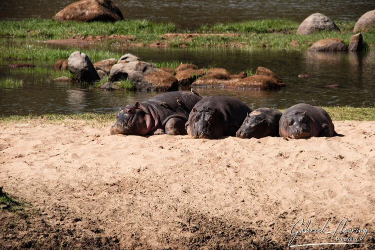 Join us in a unique photogaphic safari in Ruaha Natioanl Park in southern Tanzania combined with Nyerere (Selous) National Park