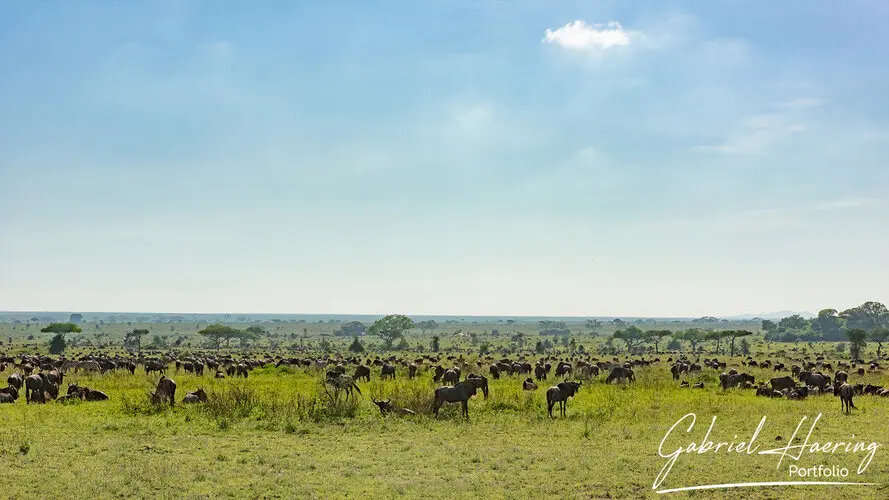 Photo Safari Serengeti Tanzania