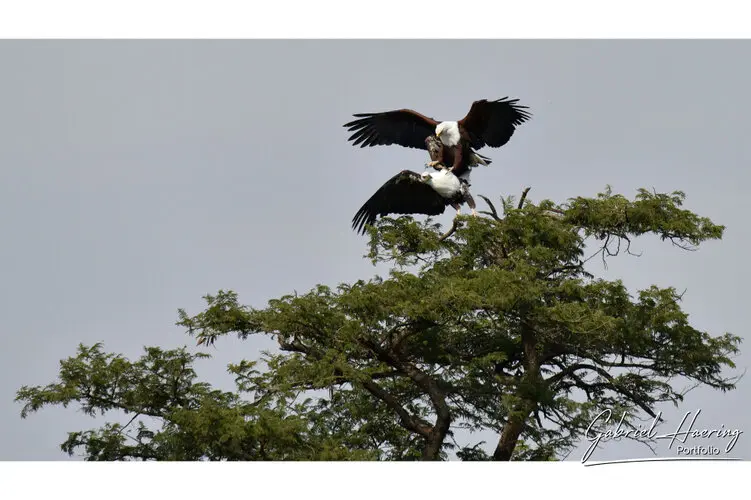 Photo Safari Serengeti Tanzania