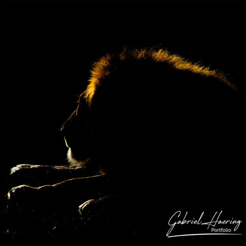 Join us in a unique photogaphic safari visiting  Serengeti great migration in Tanzania combined with Tarangire and Ngorongoro