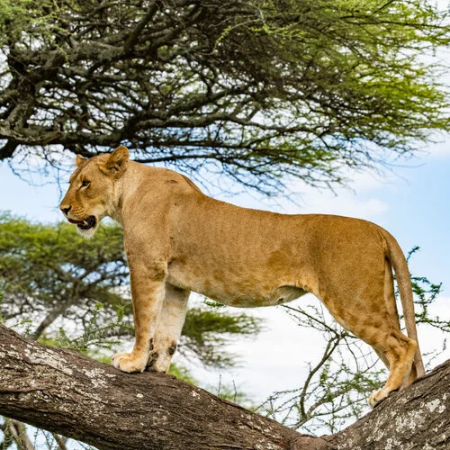 Join us in a unique photogaphic safari visiting  Serengeti great migration in Tanzania combined with Tarangire and Ngorongoro