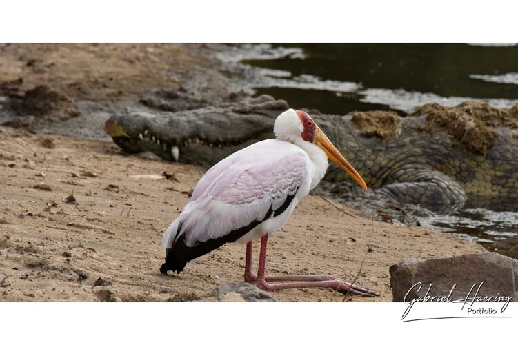 Join us in a unique photogaphic safari visiting  Serengeti great migration in Tanzania combined with Tarangire and Ngorongoro