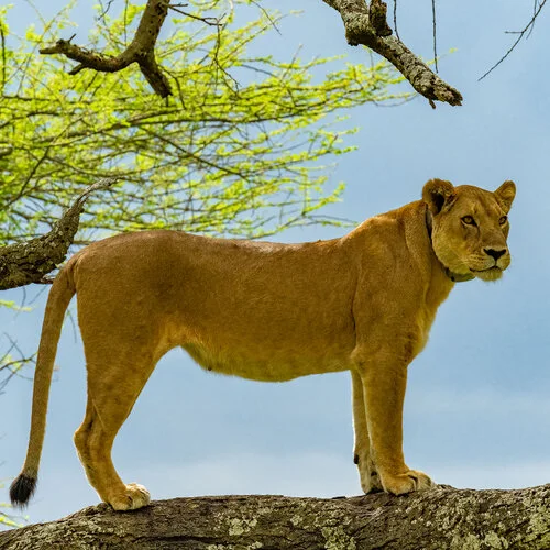 Join us in a unique photogaphic safari visiting  Serengeti great migration in Tanzania combined with Tarangire and Ngorongoro