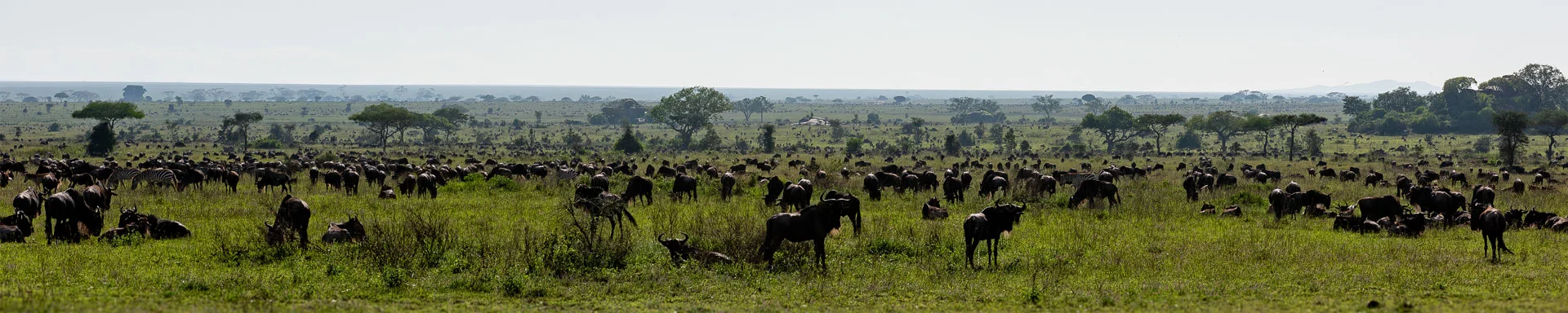 Join us in a unique photogaphic safari visiting  Serengeti great migration in Tanzania combined with Tarangire and Ngorongoro