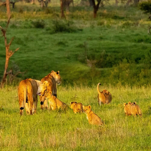 Join us in a unique photogaphic safari visiting  Serengeti great migration in Tanzania combined with Tarangire and Ngorongoro
