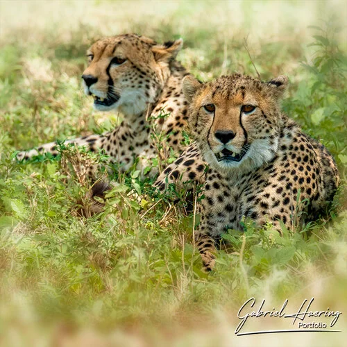 Join us in a unique photogaphic safari visiting  Serengeti great migration in Tanzania combined with Tarangire and Ngorongoro