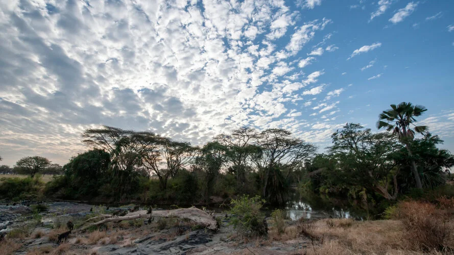 Join us in a unique photogaphic safari visiting  Serengeti great migration in Tanzania combined with Tarangire and Ngorongoro