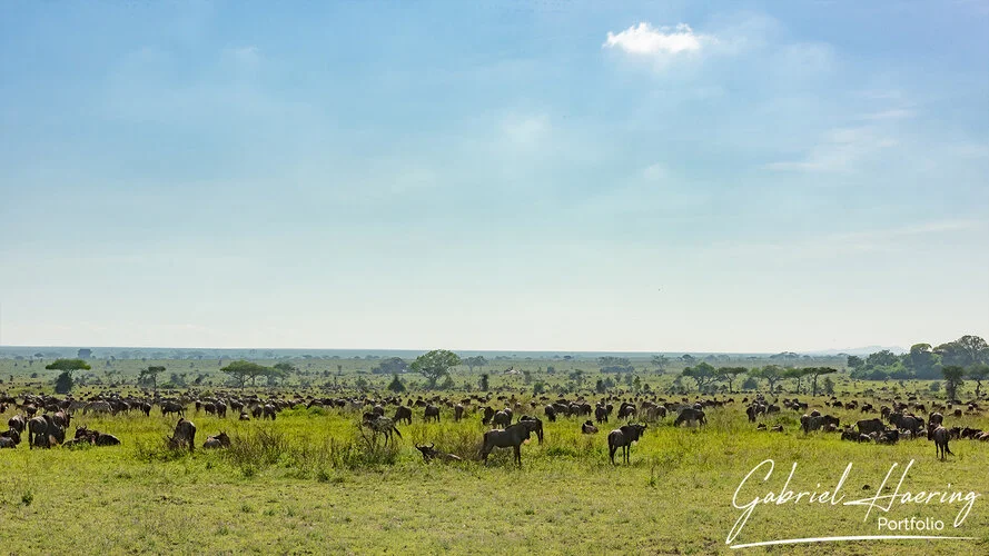 Join us in a unique photogaphic safari visiting  Serengeti great migration in Tanzania combined with Tarangire and Ngorongoro