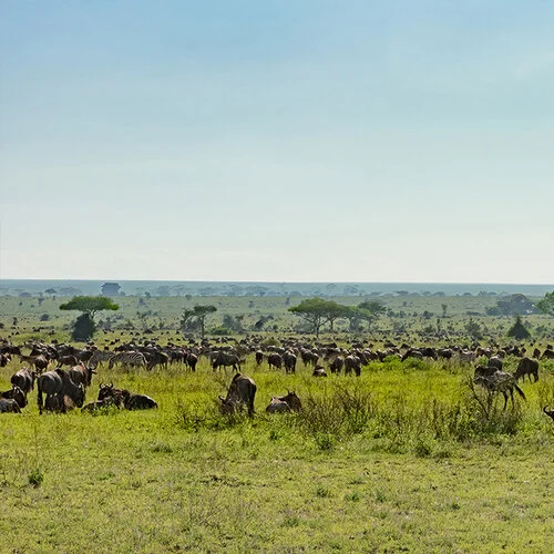 Join us in a unique photogaphic safari visiting  Serengeti great migration in Tanzania combined with Tarangire and Ngorongoro