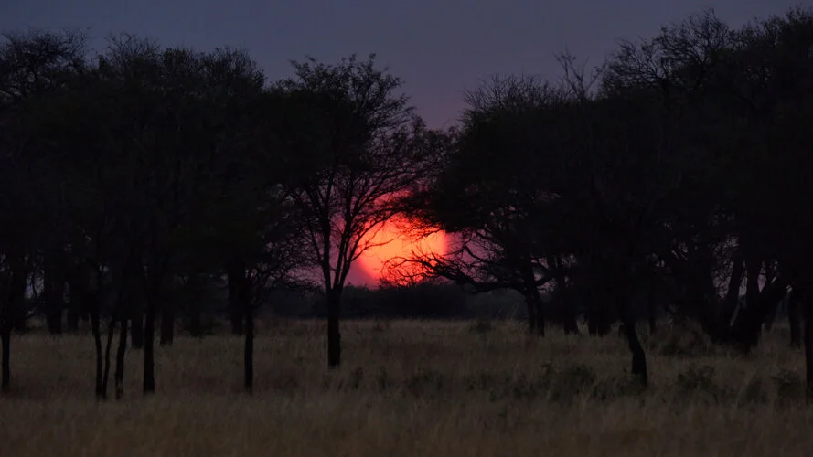 Join us in a unique photogaphic safari visiting  Serengeti great migration in Tanzania combined with Tarangire and Ngorongoro