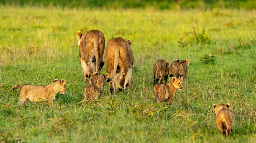 Join us in a unique photogaphic safari visiting  Serengeti great migration in Tanzania combined with Tarangire and Ngorongoro