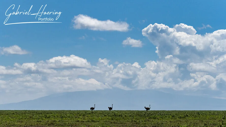 Join us in a unique photogaphic safari visiting  Serengeti great migration in Tanzania combined with Tarangire and Ngorongoro