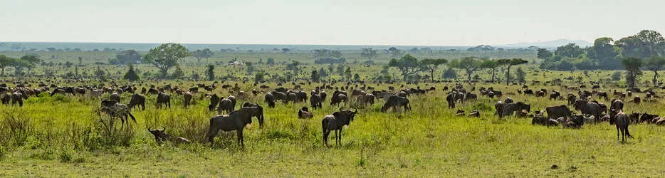 Join us in a unique photogaphic safari visiting  Serengeti great migration in Tanzania combined with Tarangire and Ngorongoro