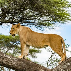 Join us in a unique photogaphic safari visiting  Serengeti great migration in Tanzania combined with Tarangire and Ngorongoro