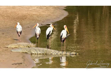 Join us in a unique photogaphic safari visiting  Serengeti great migration in Tanzania combined with Tarangire and Ngorongoro