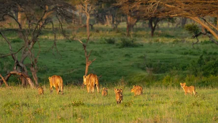 Join us in a unique photogaphic safari visiting  Serengeti great migration in Tanzania combined with Tarangire and Ngorongoro