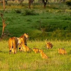 Join us in a unique photogaphic safari visiting  Serengeti great migration in Tanzania combined with Tarangire and Ngorongoro