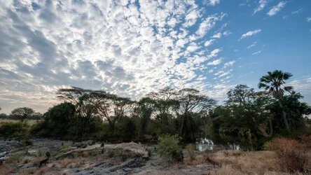 Join us in a unique photogaphic safari visiting  Serengeti great migration in Tanzania combined with Tarangire and Ngorongoro