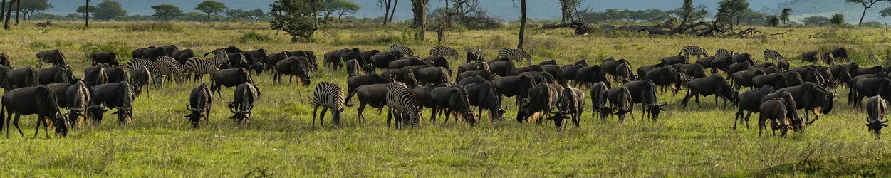 Join us in a unique photogaphic safari visiting  Serengeti great migration in Tanzania combined with Tarangire and Ngorongoro