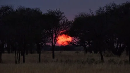 Join us in a unique photogaphic safari visiting  Serengeti great migration in Tanzania combined with Tarangire and Ngorongoro