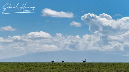 Join us in a unique photogaphic safari visiting  Serengeti great migration in Tanzania combined with Tarangire and Ngorongoro