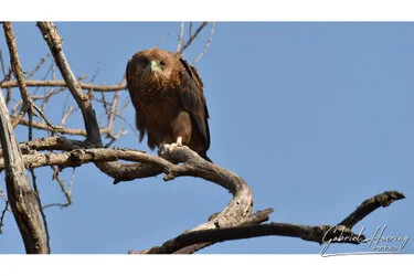 Join us in a unique photogaphic safari visiting  Serengeti great migration in Tanzania combined with Tarangire and Ngorongoro