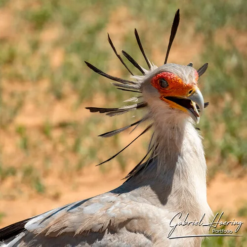 Photo Safari Tarangire combined with Ngorongoro and Serengeti in Tanzania