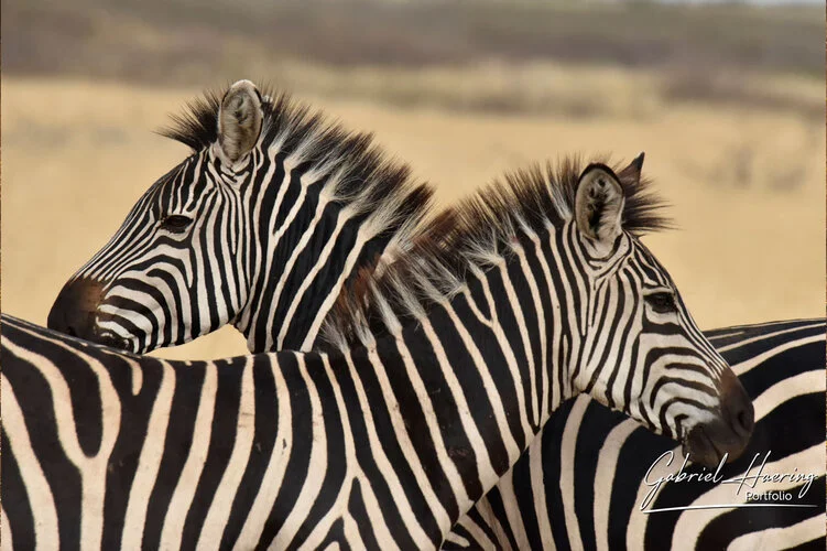 Photo Safari Tarangire combined with Ngorongoro and Serengeti in Tanzania