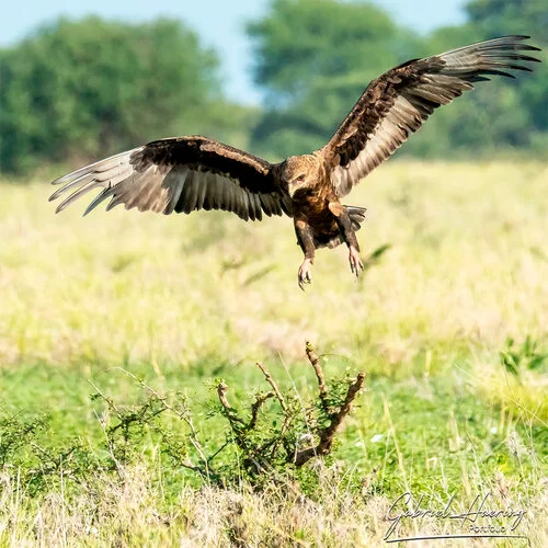 Photo Safari Tarangire combined with Ngorongoro and Serengeti in Tanzania