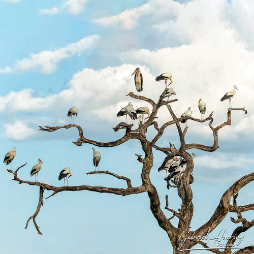 A group of storch picture taken during a Photo Safari in Tarangire National Park