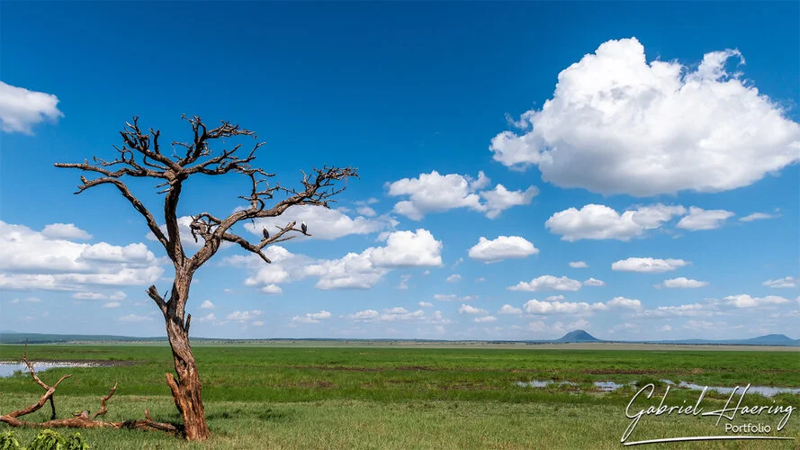 Photo Safari Tarangire combined with Ngorongoro and Serengeti in Tanzania