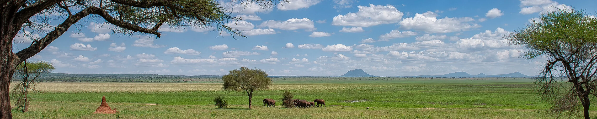 Photo Safari Tarangire combined with Ngorongoro and Serengeti in Tanzania