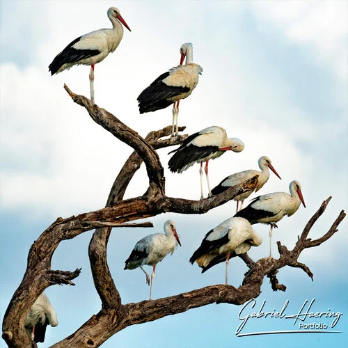 A group of storch picture taken during a Photo Safari in Tarangire National Park