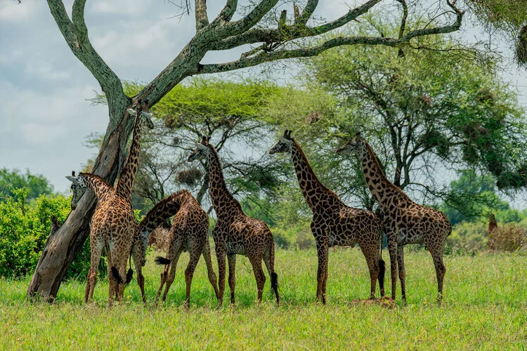 Photo Safari Tarangire combined with Ngorongoro and Serengeti in Tanzania