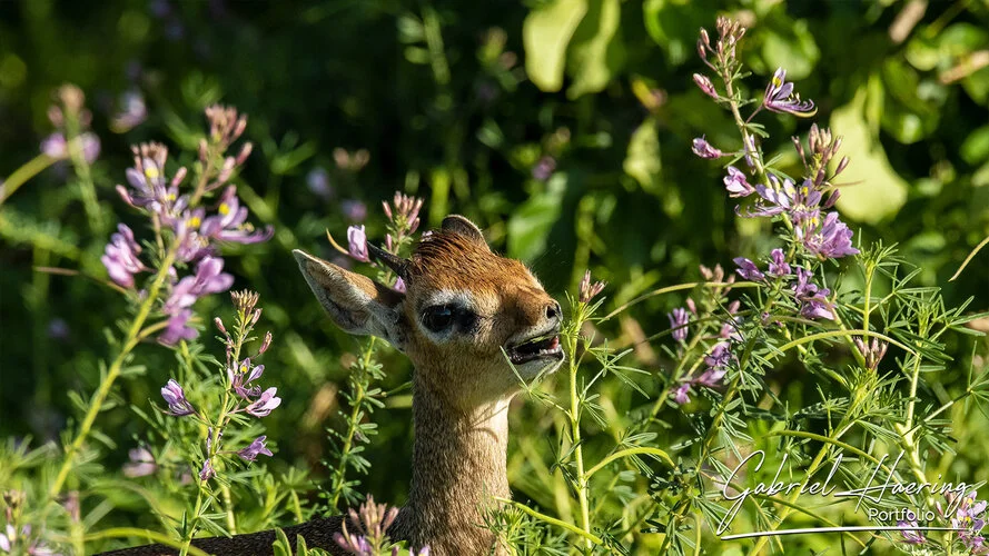 A dik dik picture taken during a Photo Safari in Tarangire National Park