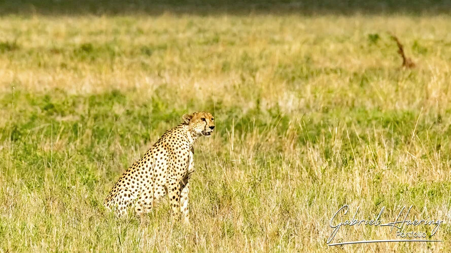 Photo Safari Tarangire combined with Ngorongoro and Serengeti in Tanzania