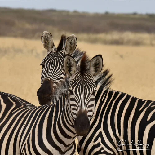 Photo Safari Tarangire combined with Ngorongoro and Serengeti in Tanzania