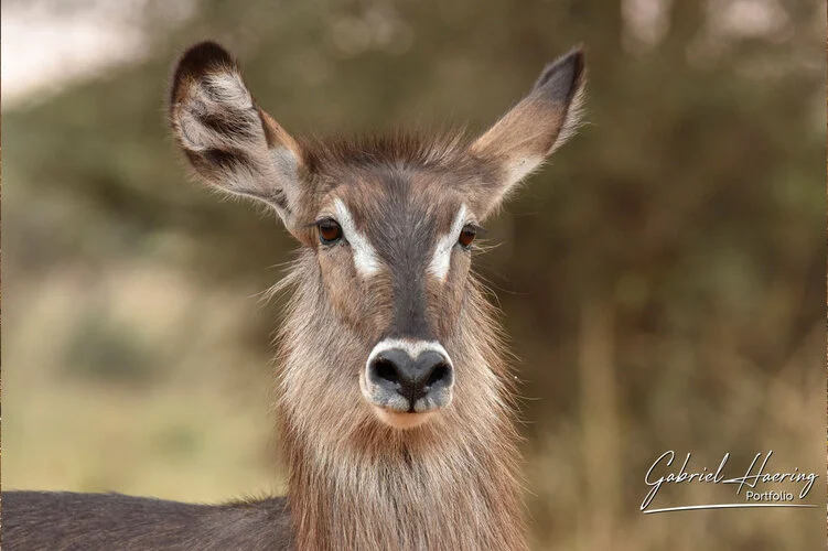 Photo Safari Tarangire combined with Ngorongoro and Serengeti in Tanzania