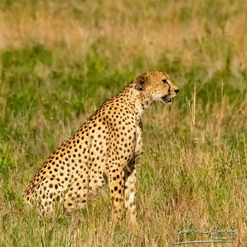 Photo Safari Tarangire combined with Ngorongoro and Serengeti in Tanzania