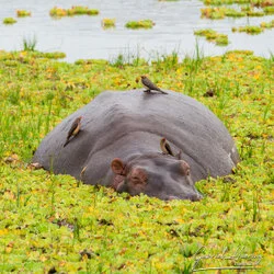 Southern Tanzania Selous Photographic Safari