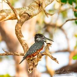 Southern Tanzania Selous Photographic Safari