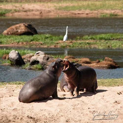 Southern Tanzania Selous Photographic Safari