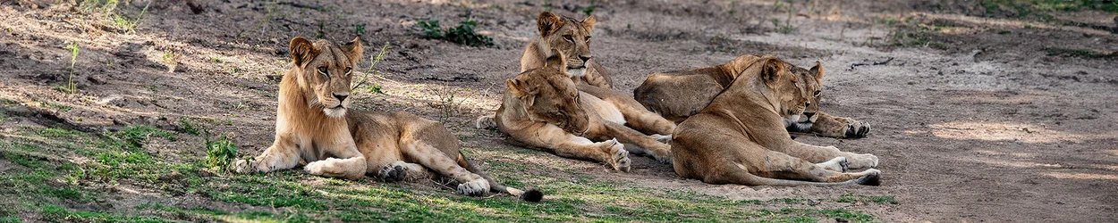 Southern Tanzania Selous Photographic Safari