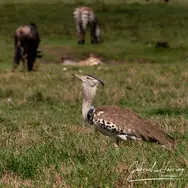 photo safari in Tanzania : Ngorongoro crater