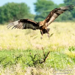 Photo safari in Tanzania visiting Tarangire National Park