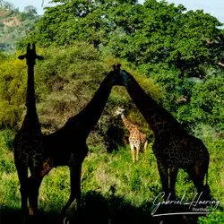 Photo safari in Tanzania visiting Tarangire National Park