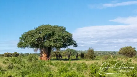 Photo safari in Tanzania visiting Tarangire National Park