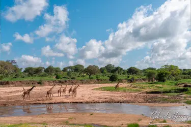 Photo safari in Tanzania visiting Tarangire National Park