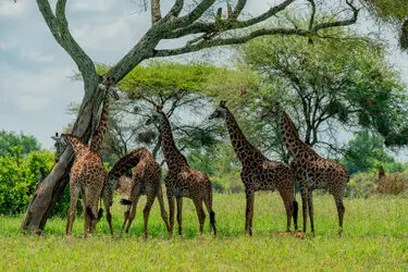 Photo safari in Tanzania visiting Tarangire National Park